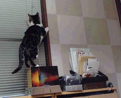 宿命再续!韩国乒球鏖战德国,波尔能否粉碎太极虎神话?