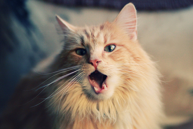 王哲林狂砍30分引爆全场，辽宁队攻守兼备轻取新疆