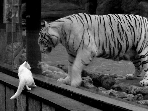 悬崖边的英雄，张继科扛起全队完成惊天逆转