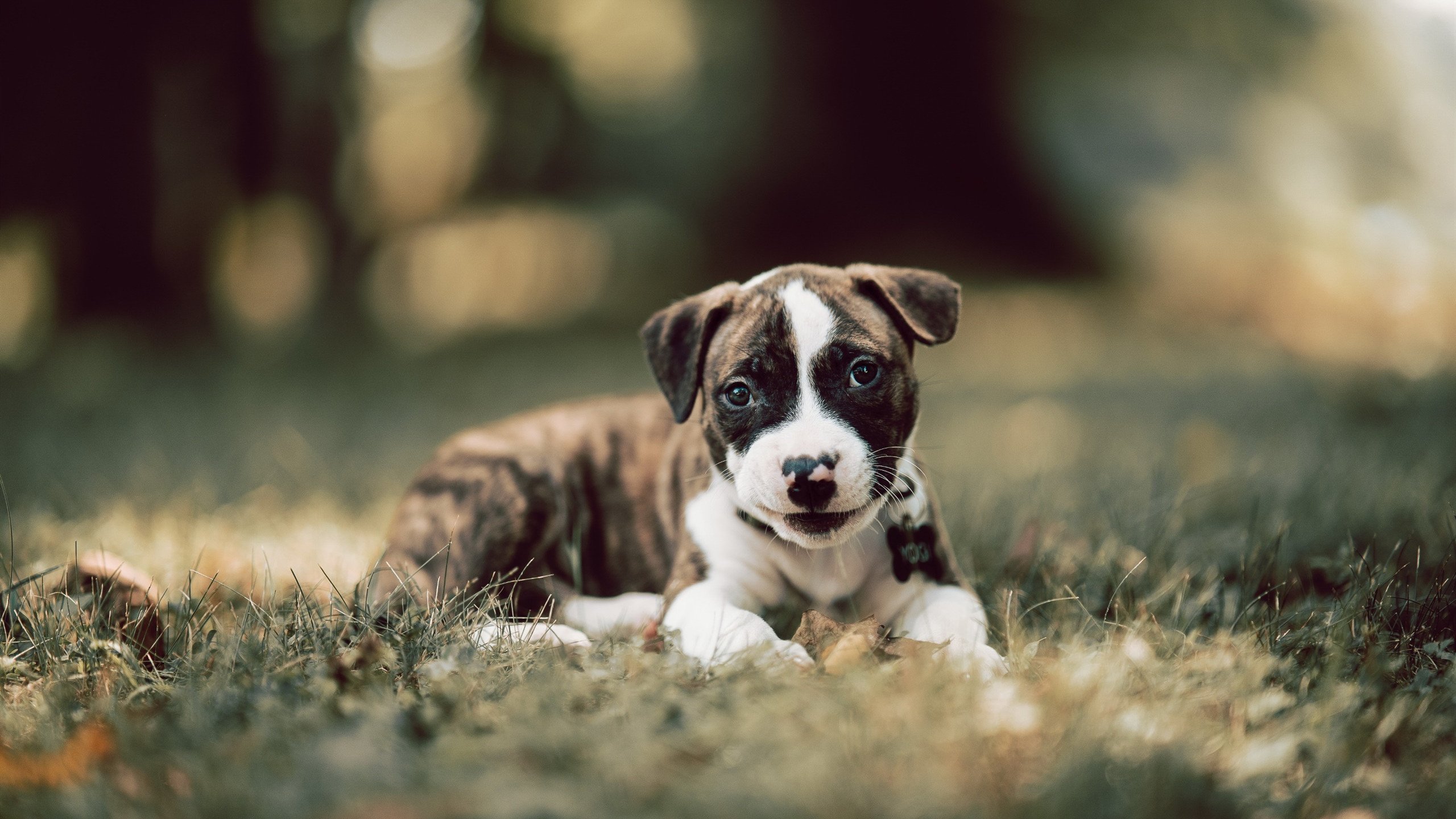 爱游戏tv-南美风暴席卷老特拉福德，布雷默铸就攻防转换之魂，哥伦比亚经典逆转曼联