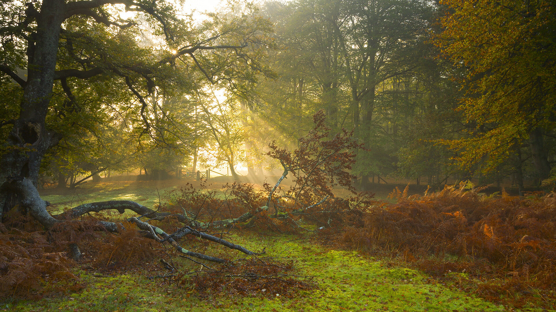 历史性碾压！奥地利复仇之战狂胜智利，曼城真核福登在陌生位置惊艳绽放