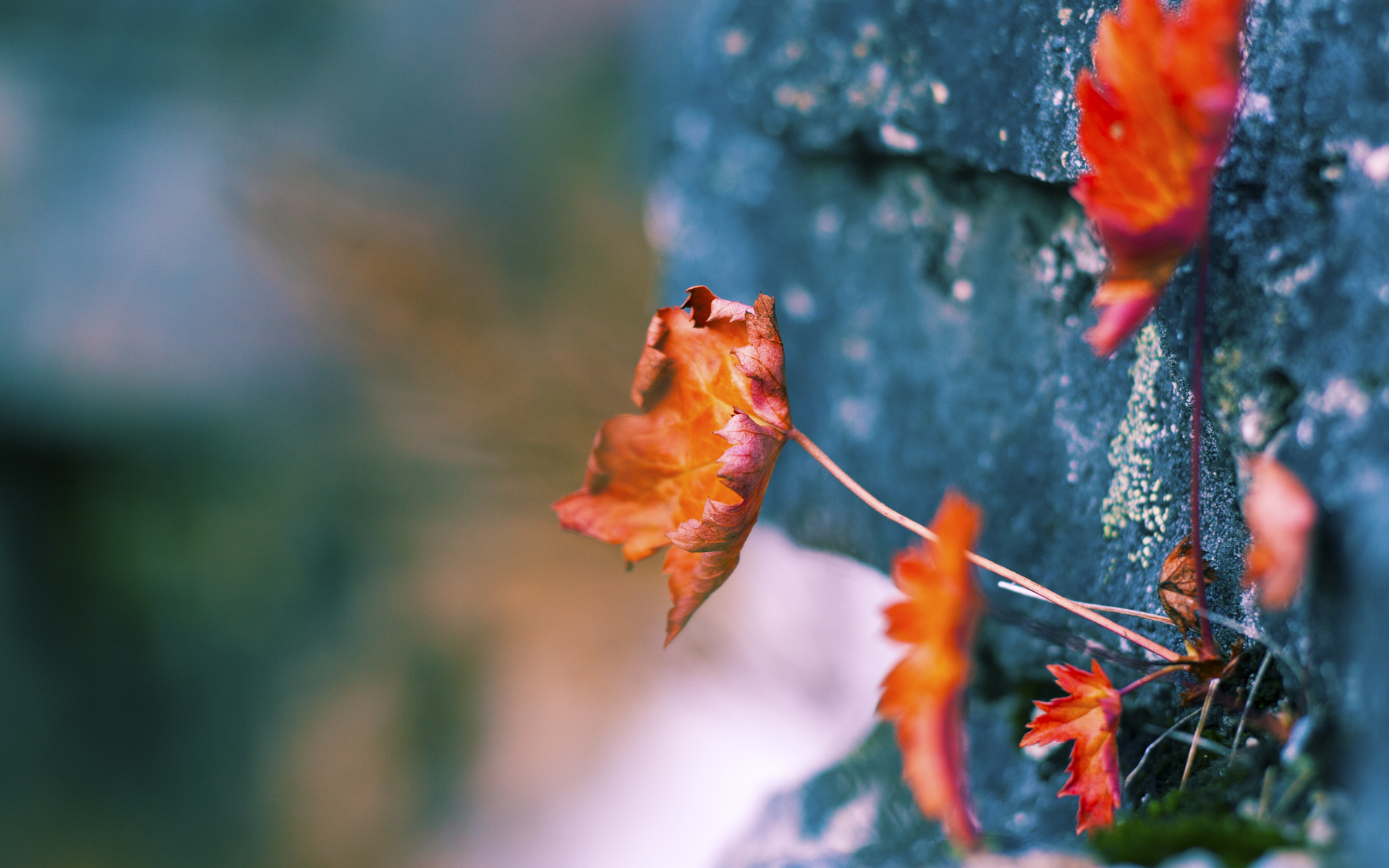 沉沦者宣言，当小贾伦在爵士铁壁前将过去的自己击碎