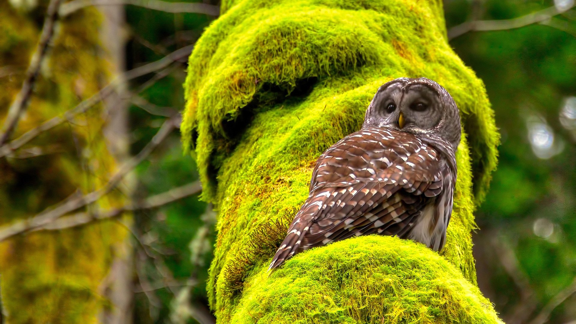 爱游戏官网-落日条款—当浙江队为太阳戴上镣铐，东契奇在裂缝中写下文明续存的一笔
