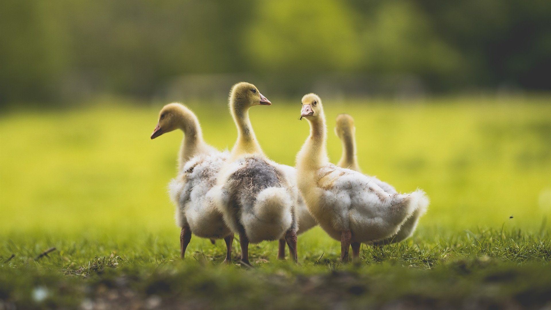 西决生死战之夜,莱奥完成里程碑,最后1.7秒与漫长的十年