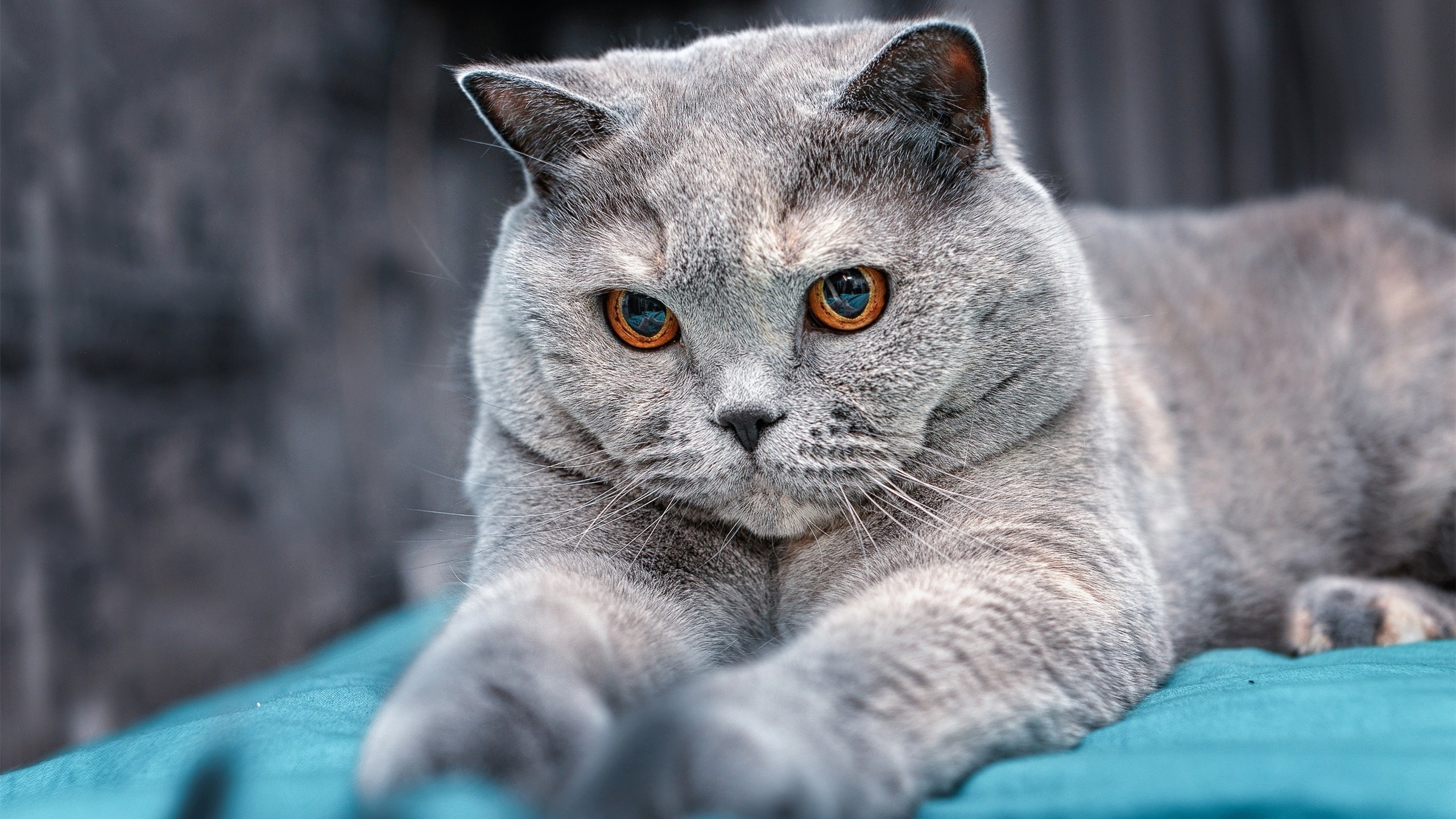 唯一性2026世界杯之夜，主罚点球前的一分钟，马克西在想什么？