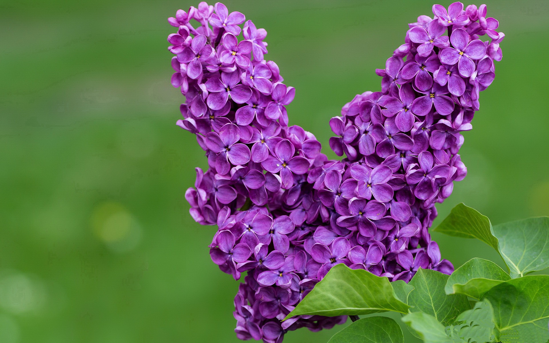 萨拉赫关键回合定乾坤，加纳完胜芬兰展团队荣耀