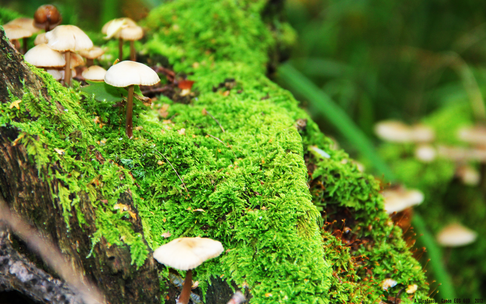 爱游戏官方入口-龙啸鹰落！窒息五分钟的绝命逆转—猛龙总决赛鏖战击败老鹰