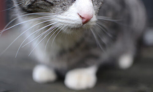 爱游戏-收割与接管，当红牛撕裂宇宙队，伊布于西决战场书写神谕