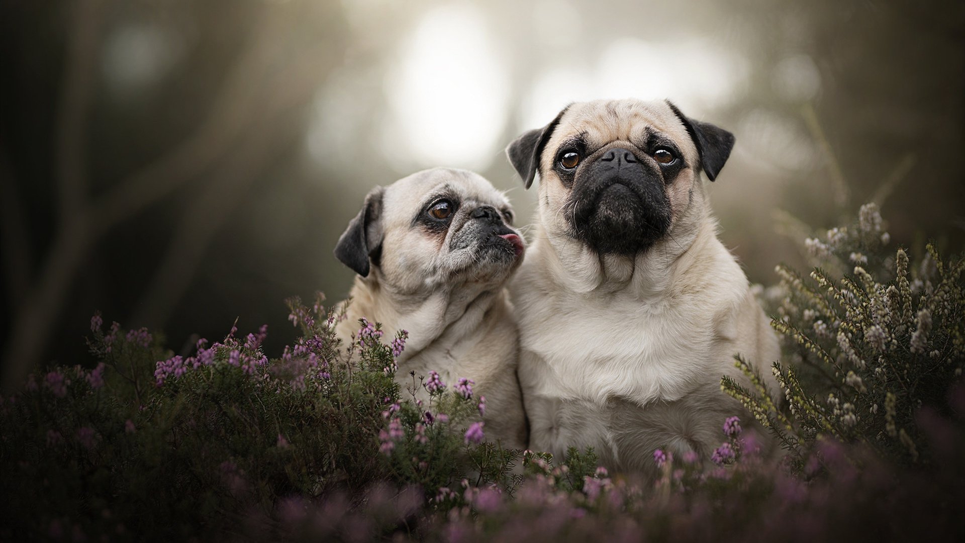 爱游戏在线-跨越山海的双城记，勇士与锡安，用两种统治力诠释何为王者