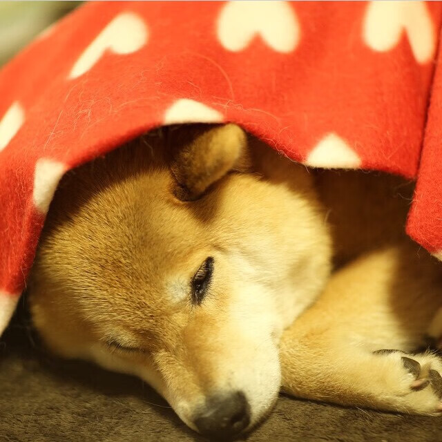 爱游戏体育-欧洲红魔的绿茵迷局与亚平宁的篮球狂想曲，当胜利的基因跨越赛场边界