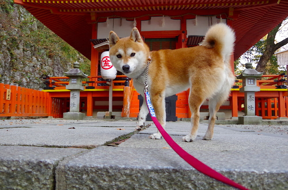 时间魔法师，奥运周期关键战之夜，卡马文加如何编织完美