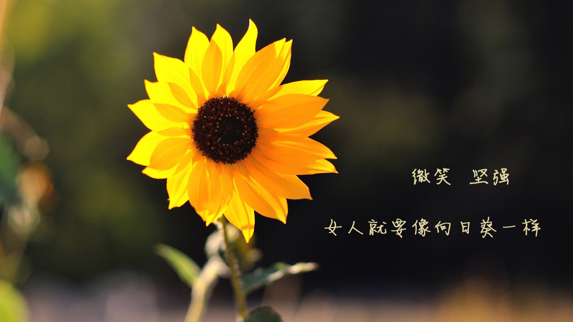 航天城奇袭加拿大航线，文班亚马用太空长臂接管苍穹之战