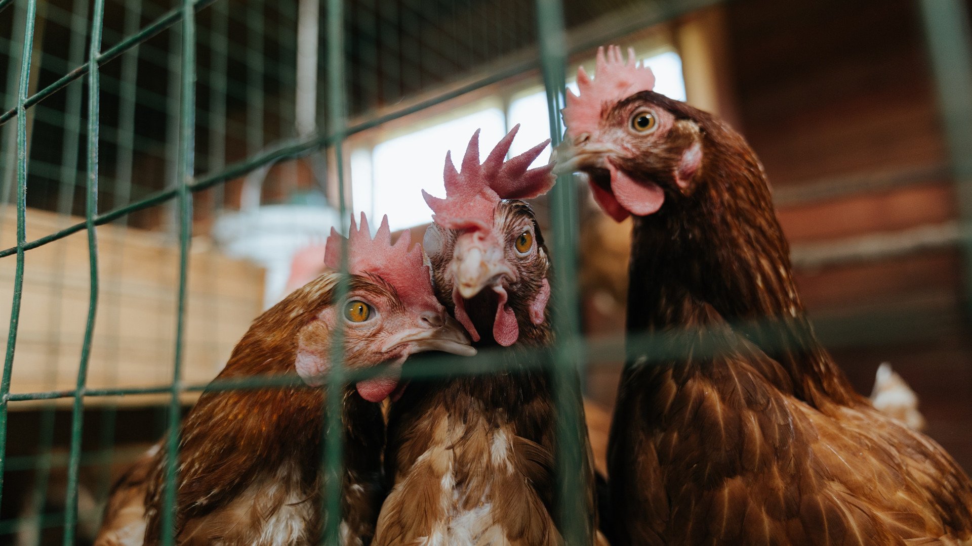 双向镜子，当北京队的团队篮球让英格拉姆完成自我突破