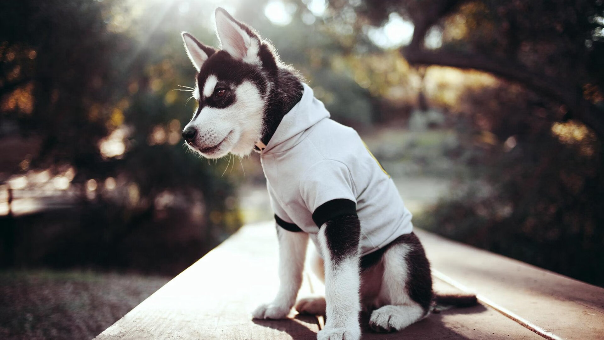 浓眉降临费城之夜，一人改写剧本，76人险中带走黄蜂