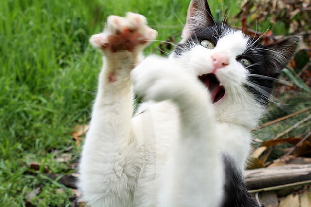 楚阿梅尼评分拉满交响曲,与利物浦横扫奥地利的双重奏